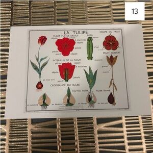 🌷French Language Single Postcard Art Print - Vintage Botany - Tulip 13